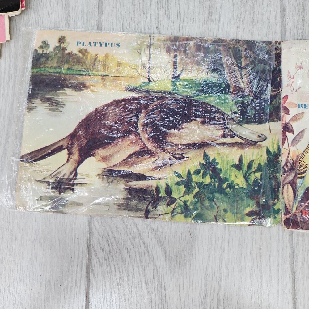 Vintage 1953 Australian Animals Children’s Book Photograpatures Illustrated - Picture 2 of 16